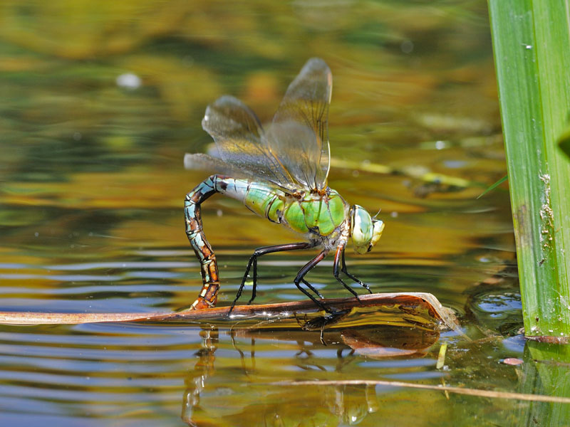 Anax imperator in deposizione
