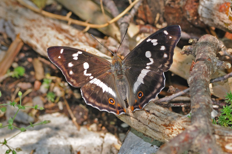 Apatura iris