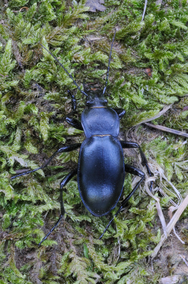 Immagini fuori corso di un coleottero: Carabus glabratus