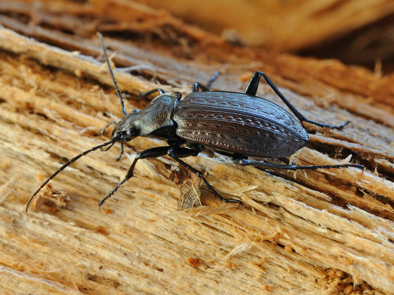 Carabus granulatus interstitialis