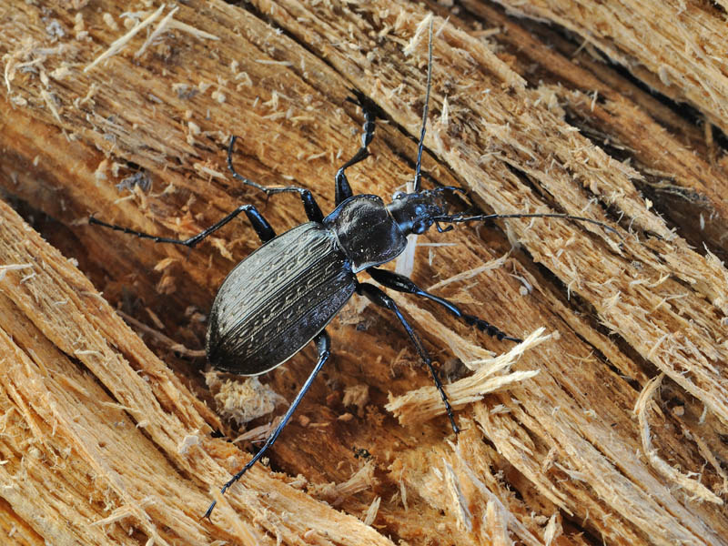 Carabus granulatus interstitialis