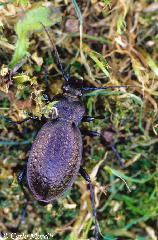 Carabus lepontinus