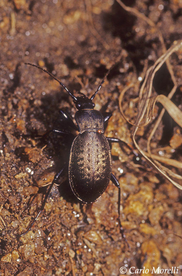 Carabus lepontinus