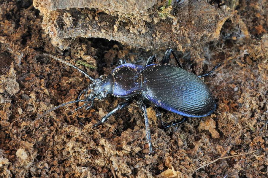 Carabus monticola? problematicus