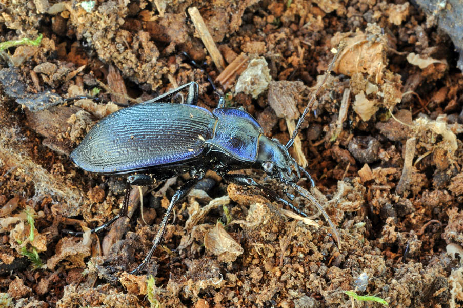 Carabus monticola? problematicus