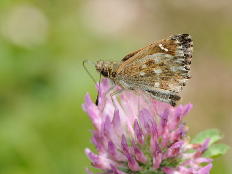 Carcharodus alceae