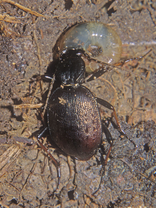 Cychrus - Predatore di chiocciole e prede