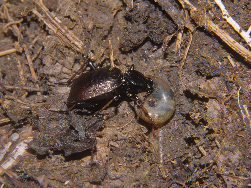 Cychrus - Predatore di chiocciole e prede