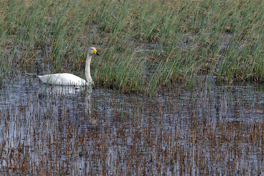 Cigno selvatico lappone