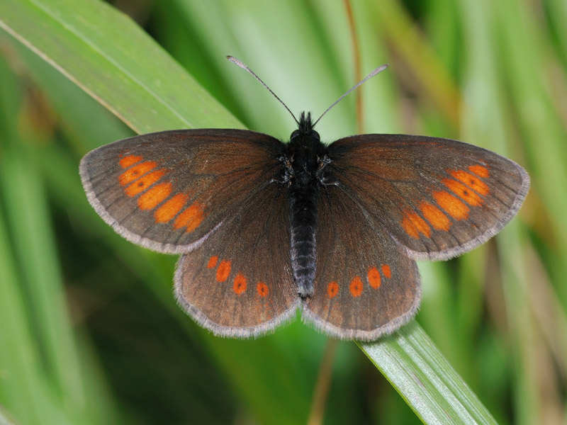 Erebia manto?