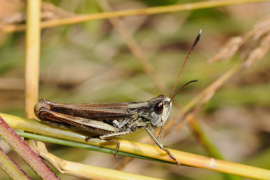 Gomphocerus rufus