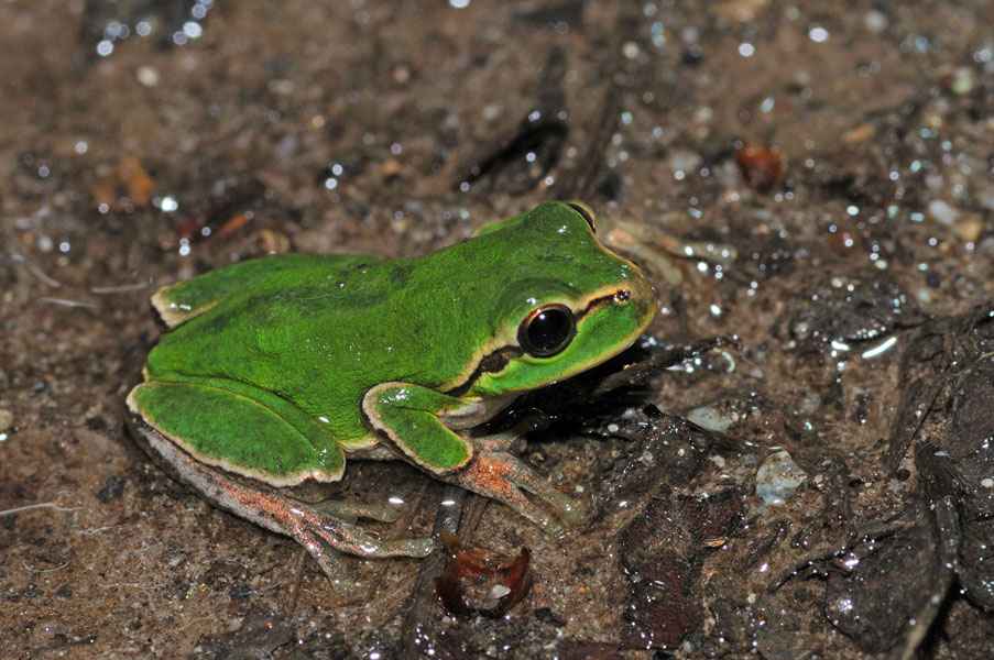 Hyla intermedia - foto e canto
