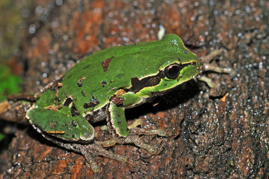 Hyla intermedia - foto e canto