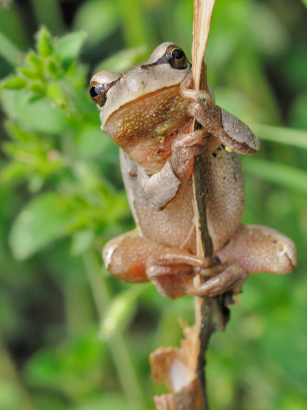 Variabilit di colore in Raganella - Hyla intermedia