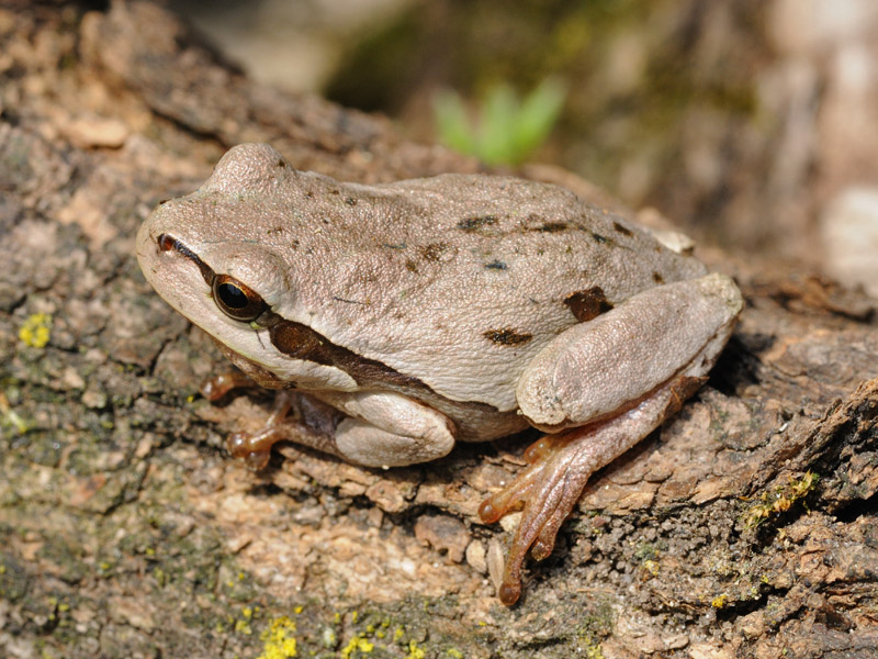 Variabilit di colore in Raganella - Hyla intermedia