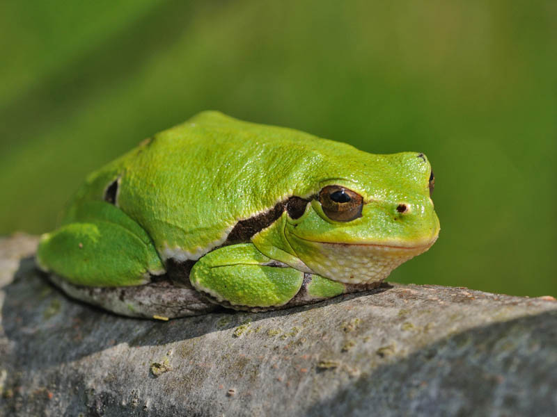 Hyla intermedia - foto e canto