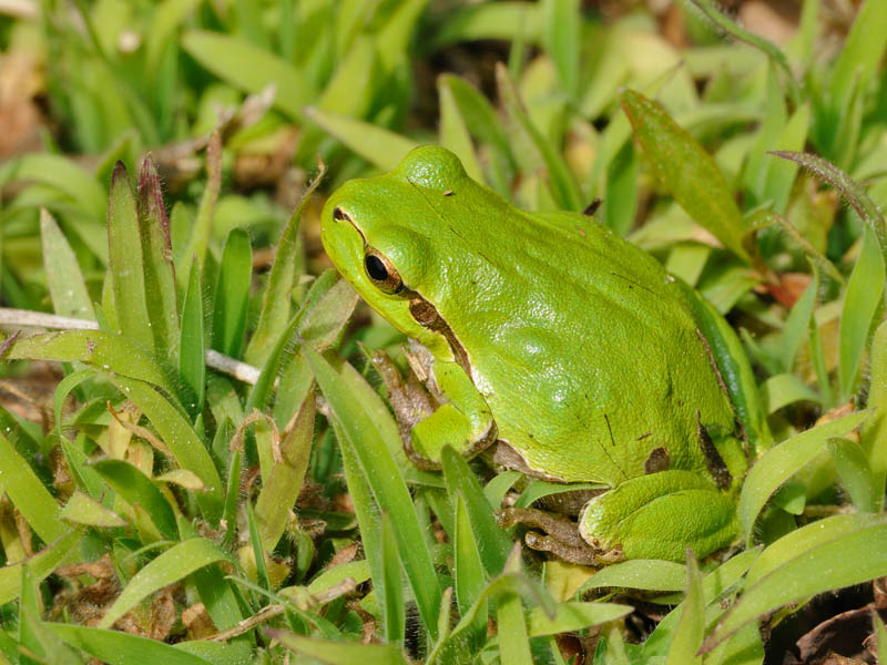 Hyla intermedia - foto e canto