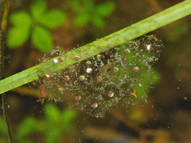 Hyla intermedia - foto e canto