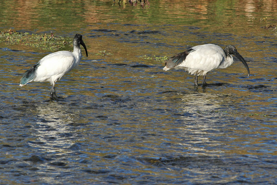 Avifauna humor