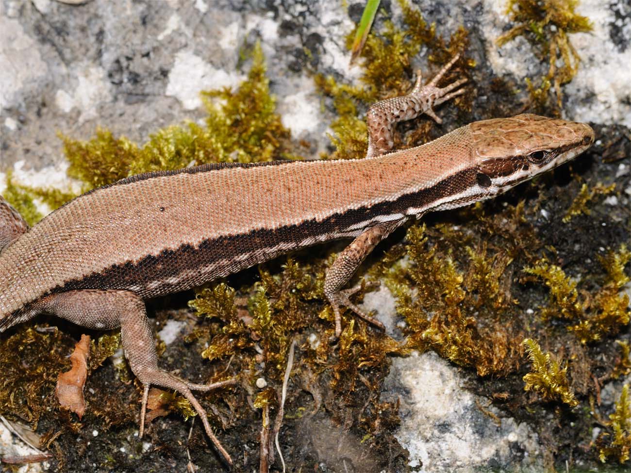 Lucertola di Horvath?  No,  Podarcis muralis!