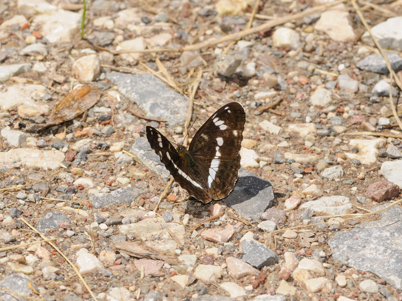 Limenitis reducta e camilla