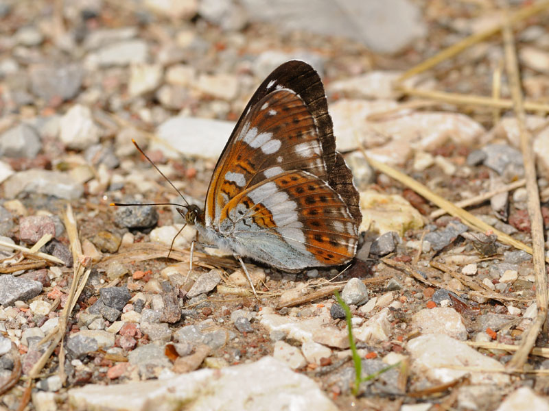 Limenitis reducta e camilla