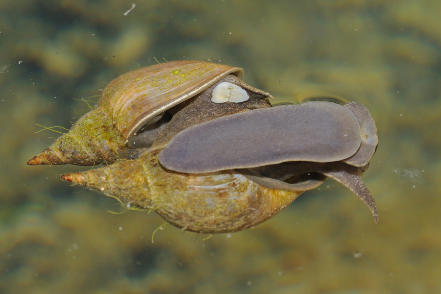 Accoppiamento Lymnaea stagnalis