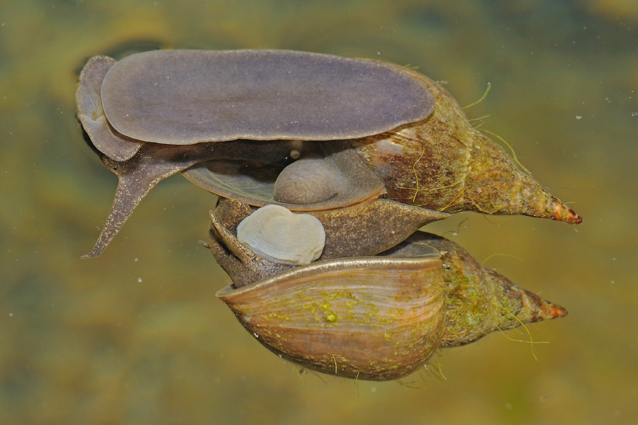 Accoppiamento Lymnaea stagnalis