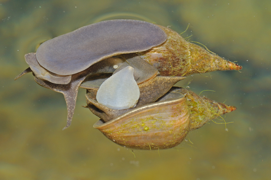 Accoppiamento Lymnaea stagnalis