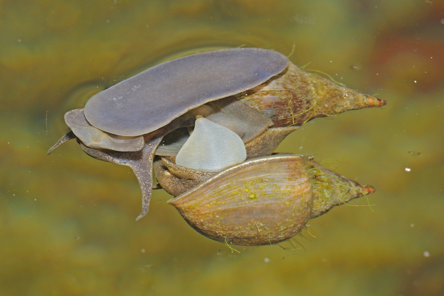 Accoppiamento Lymnaea stagnalis