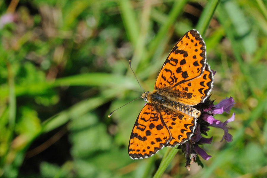 Melitaea didyma (maschio)