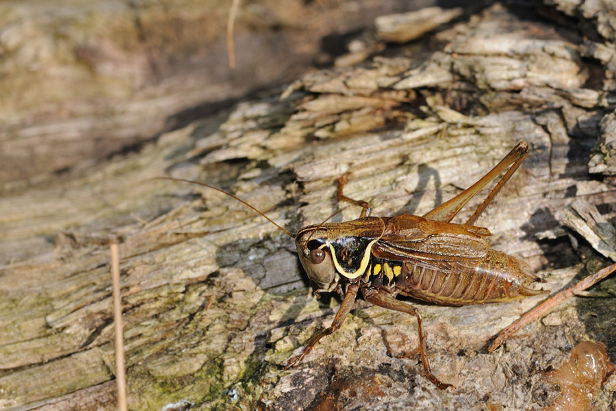 Metrioptera (Roeseliana) fedtschenkoi azami maschio