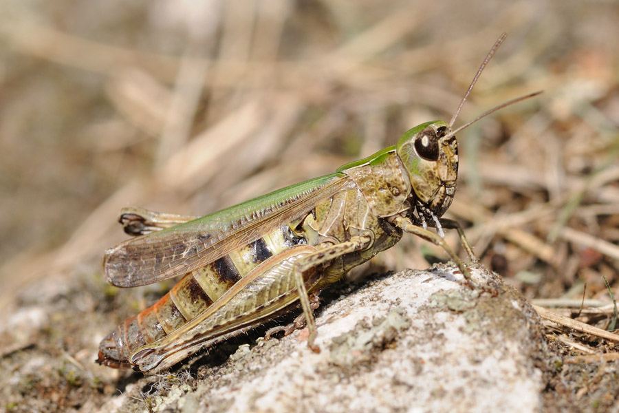 Omocestus rufipes, maschio e femmina