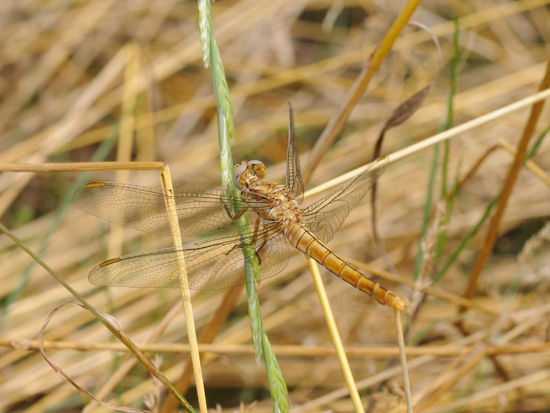 Orthetrum brunneum?