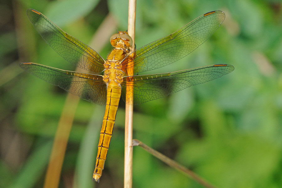 femmina di Orthetrum coerulescens