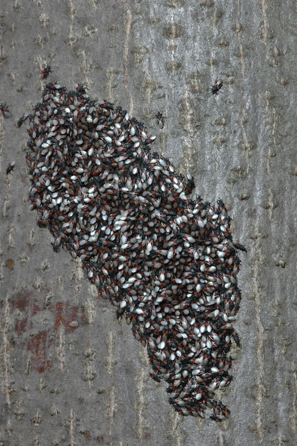 Agglomerazione di Oxycarenus lavaterae