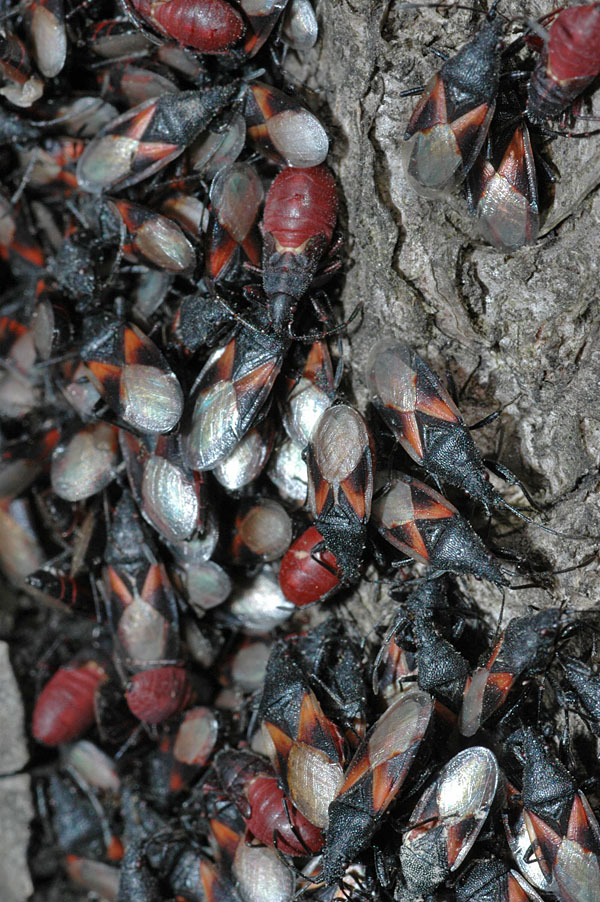 Agglomerazione di Oxycarenus lavaterae