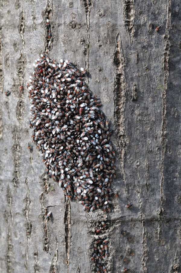Agglomerazione di Oxycarenus lavaterae