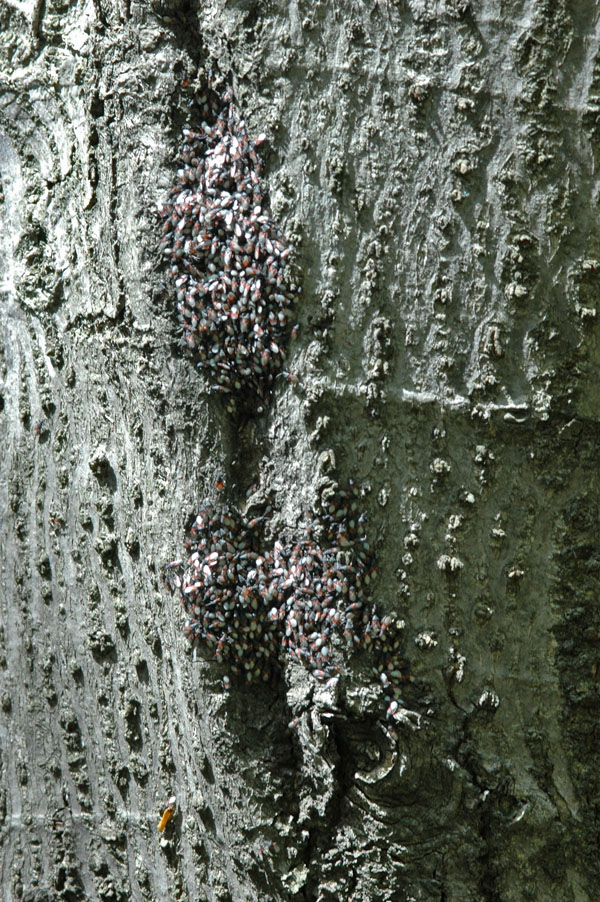 Agglomerazione di Oxycarenus lavaterae