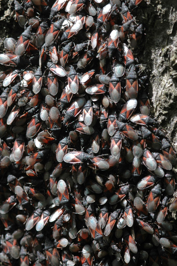 Agglomerazione di Oxycarenus lavaterae