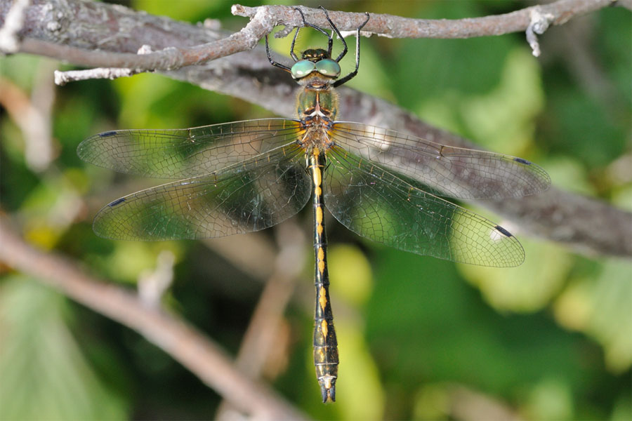 Oxygastra curtisii