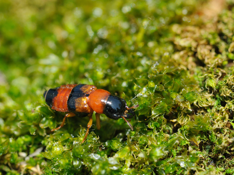 Oxyporus rufus