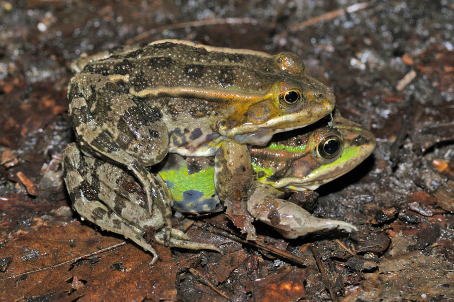 Pelophylax abbracciate