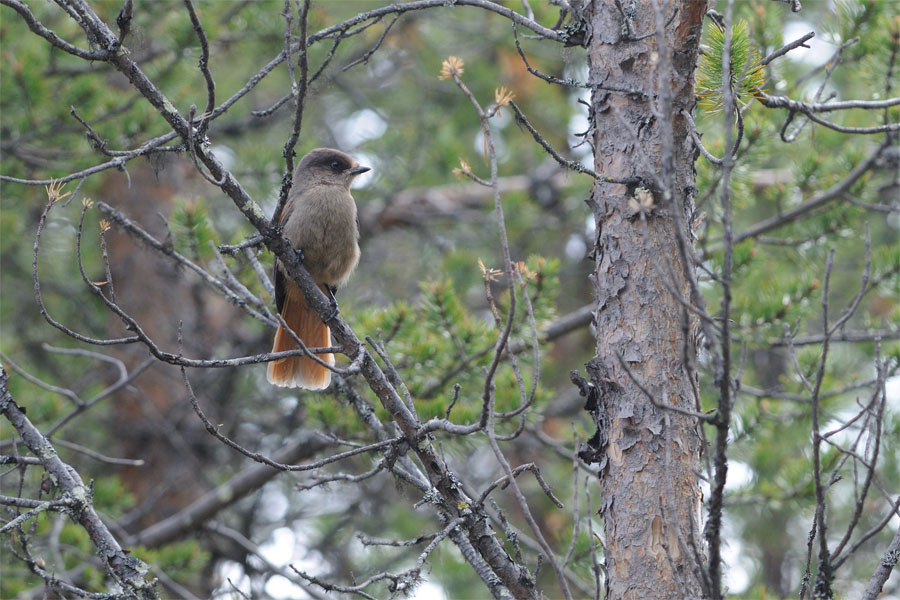 Ghiandaia siberiana