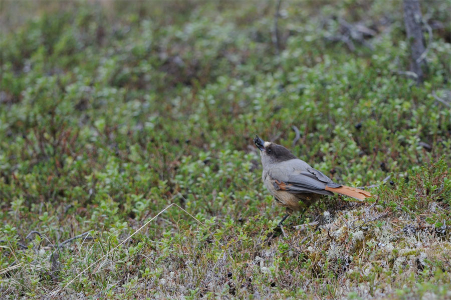 Ghiandaia siberiana