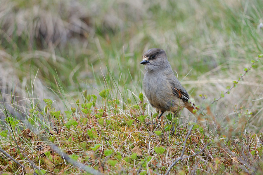 Ghiandaia siberiana