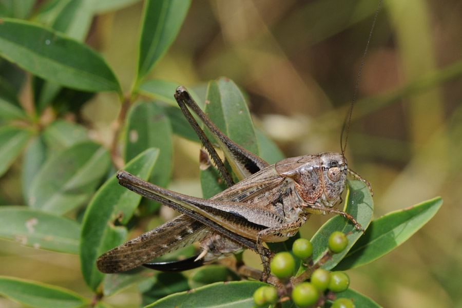 Platycleis grisea femmina