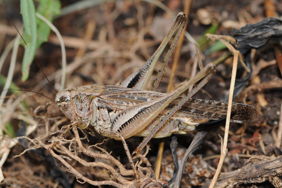 Platycleis grisea femmina