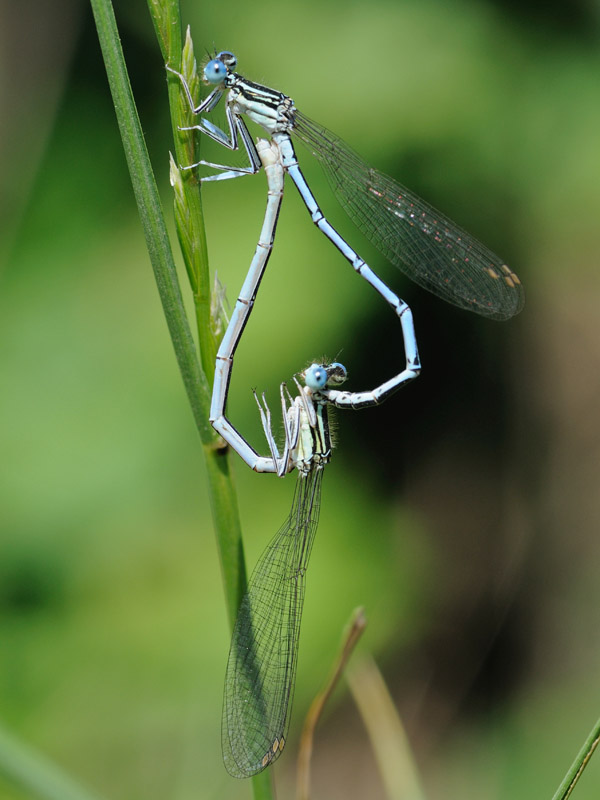 Platycnemis pennipes accoppiamento