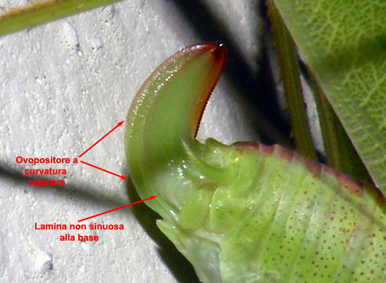 Phaneroptera nana, probabilmente